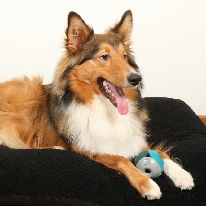 D&D Hundespielzeug Luca - lagoon – Bild 3