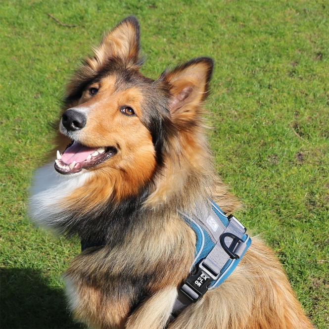 Duvoplus EXPLOR Ultimate Fit No-Pull-Geschirr - petrol blue - M - 40-49cm - 49-65cm – Bild 3